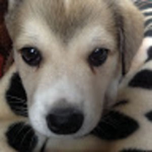 Meet your Posher, Alexandra